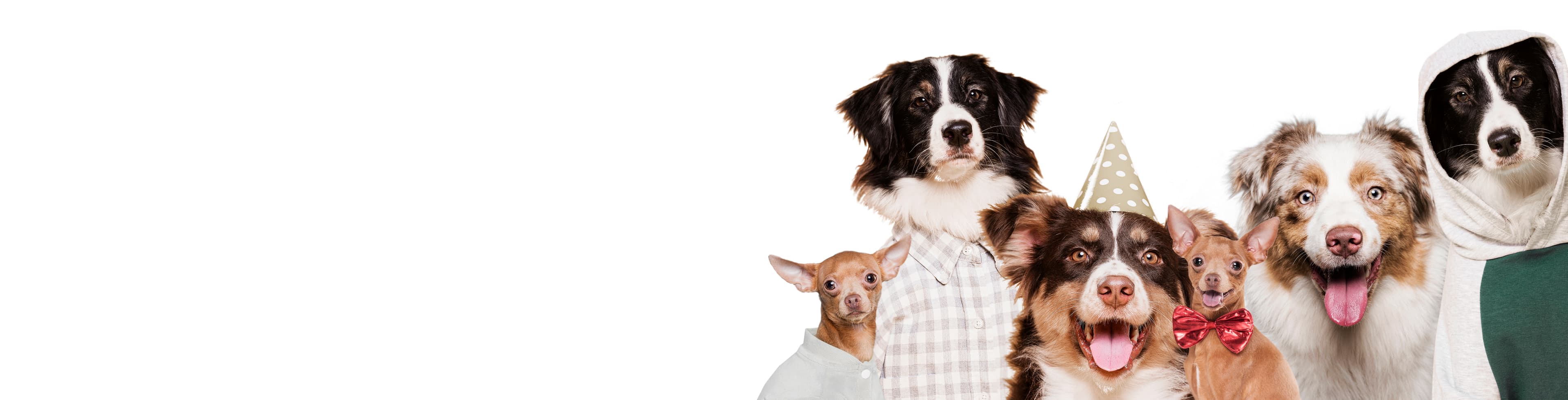 Happy reunited pets